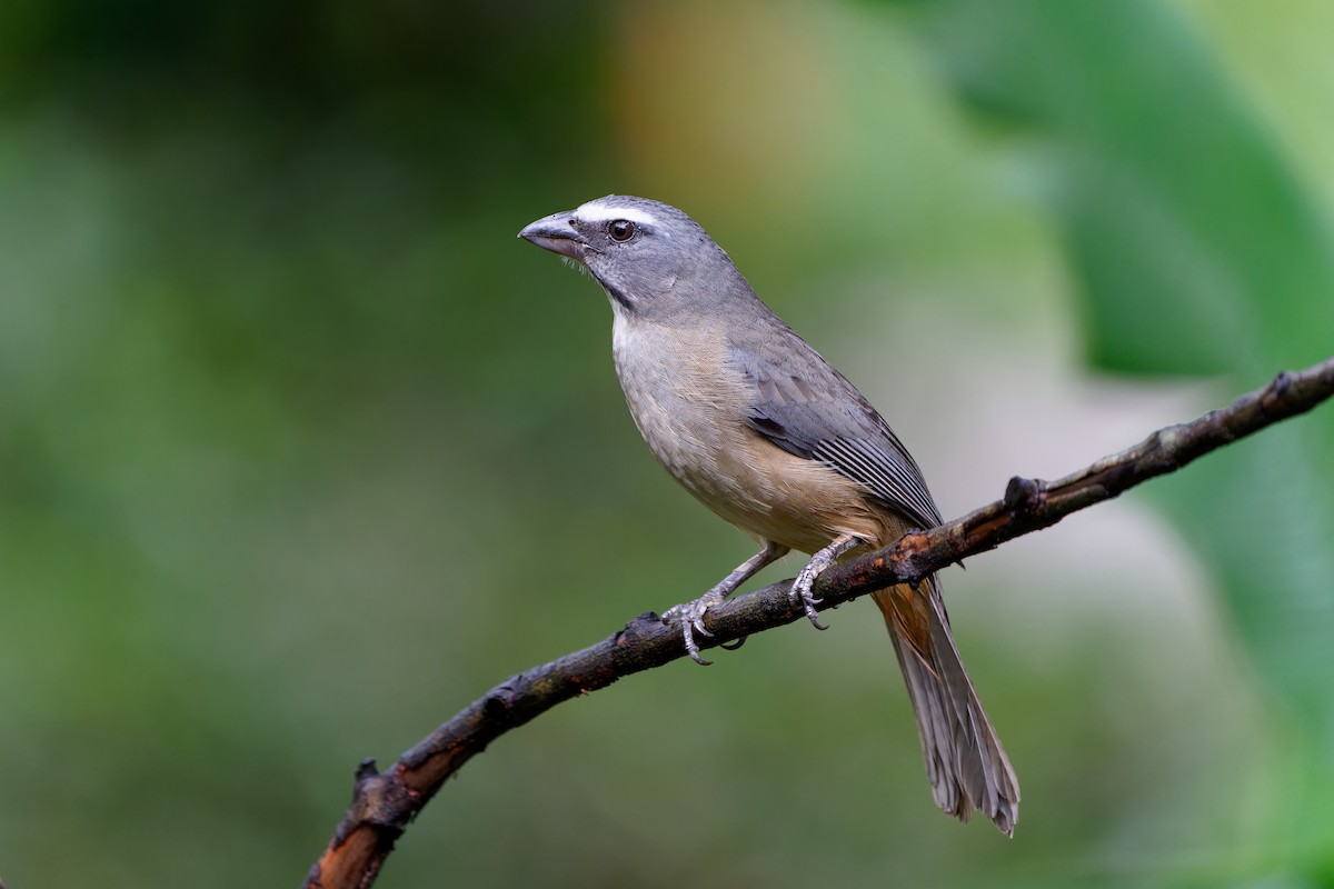 Cinnamon-bellied Saltator - ML646675800