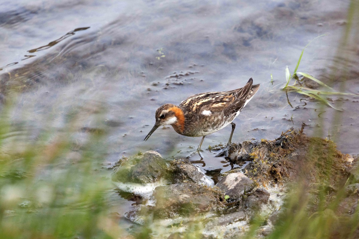 Red-necked Phalarope - ML646675801
