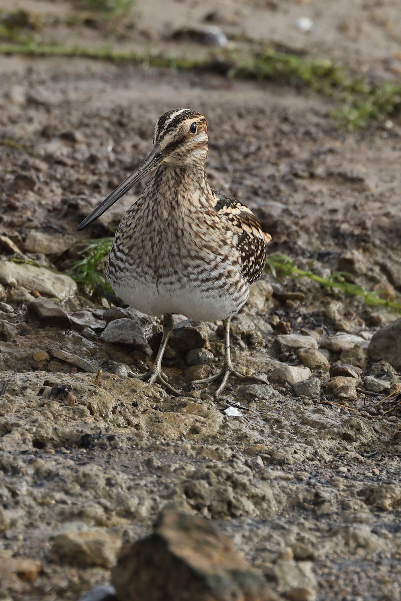 Wilson's Snipe - ML646675806