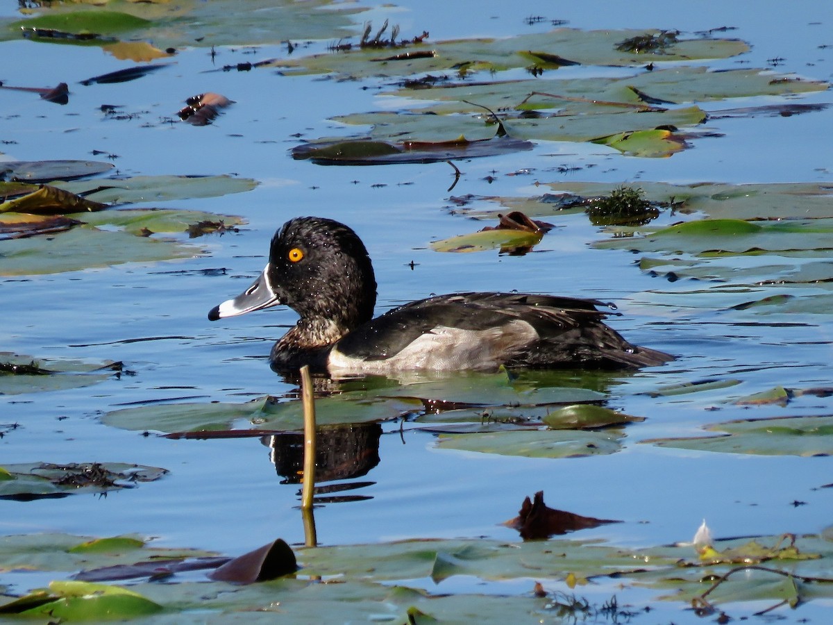 polák proužkozobý - ML646675807