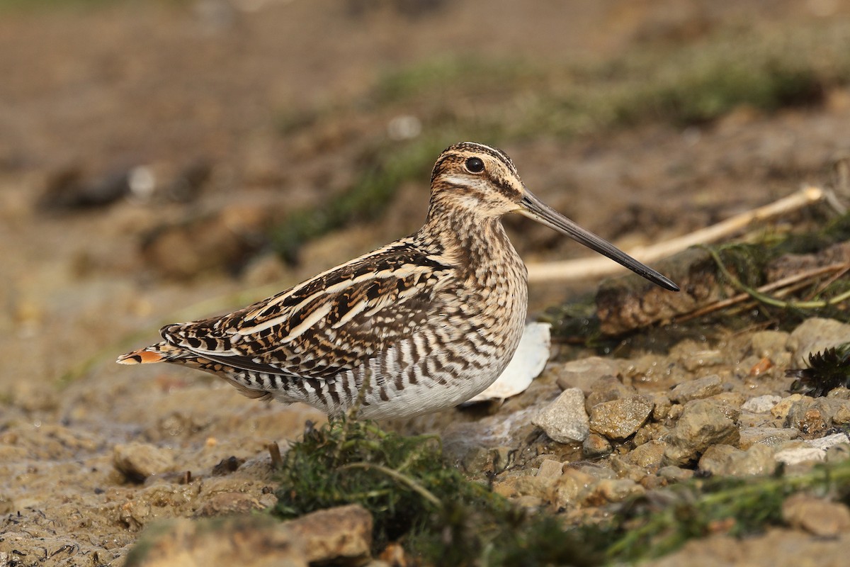 Wilson's Snipe - ML646675809
