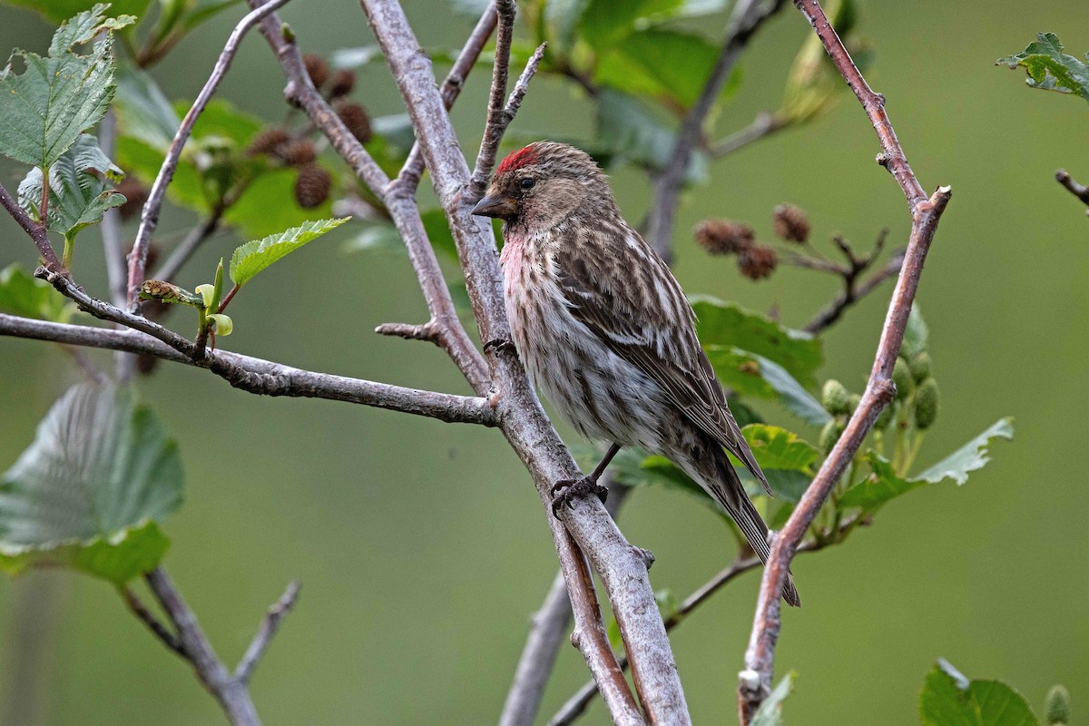 Redpoll - ML646675810