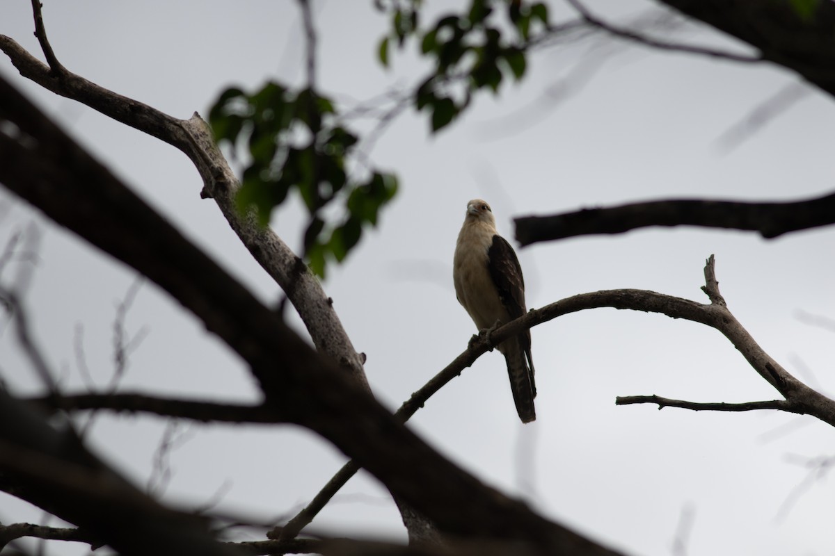 Yellow-headed Caracara - ML646675813