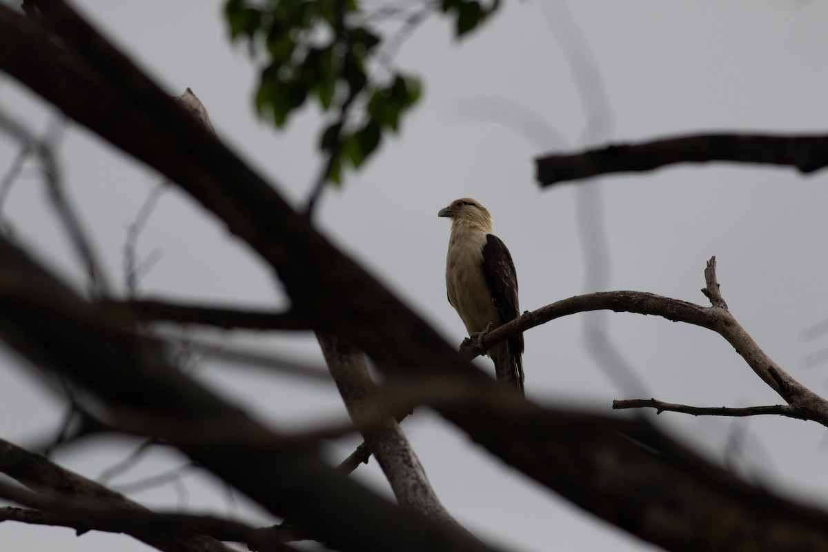 Yellow-headed Caracara - ML646675814