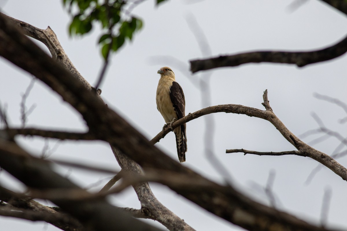 Yellow-headed Caracara - ML646675815