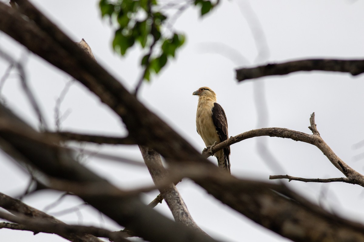 Yellow-headed Caracara - ML646675816