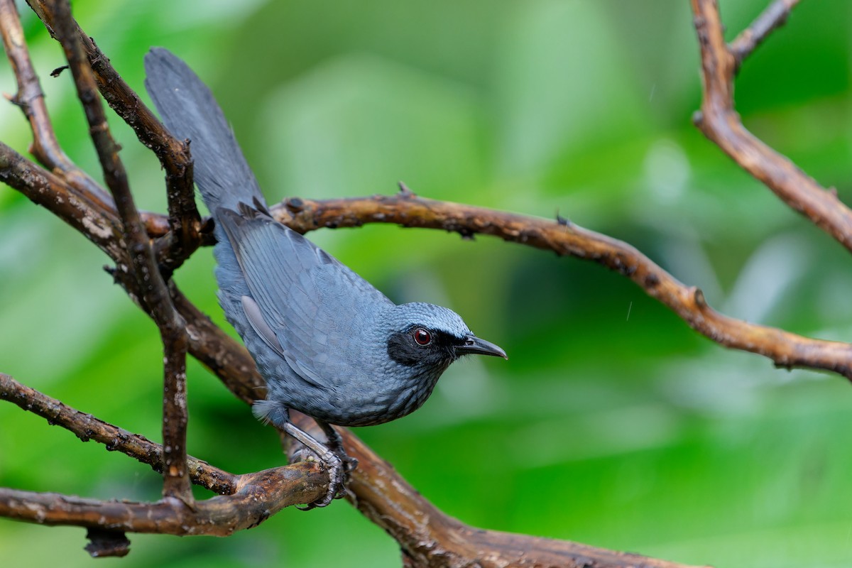 Kuitlakotxe urdina - ML646675819