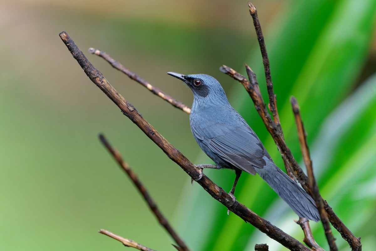 Kuitlakotxe urdina - ML646675820