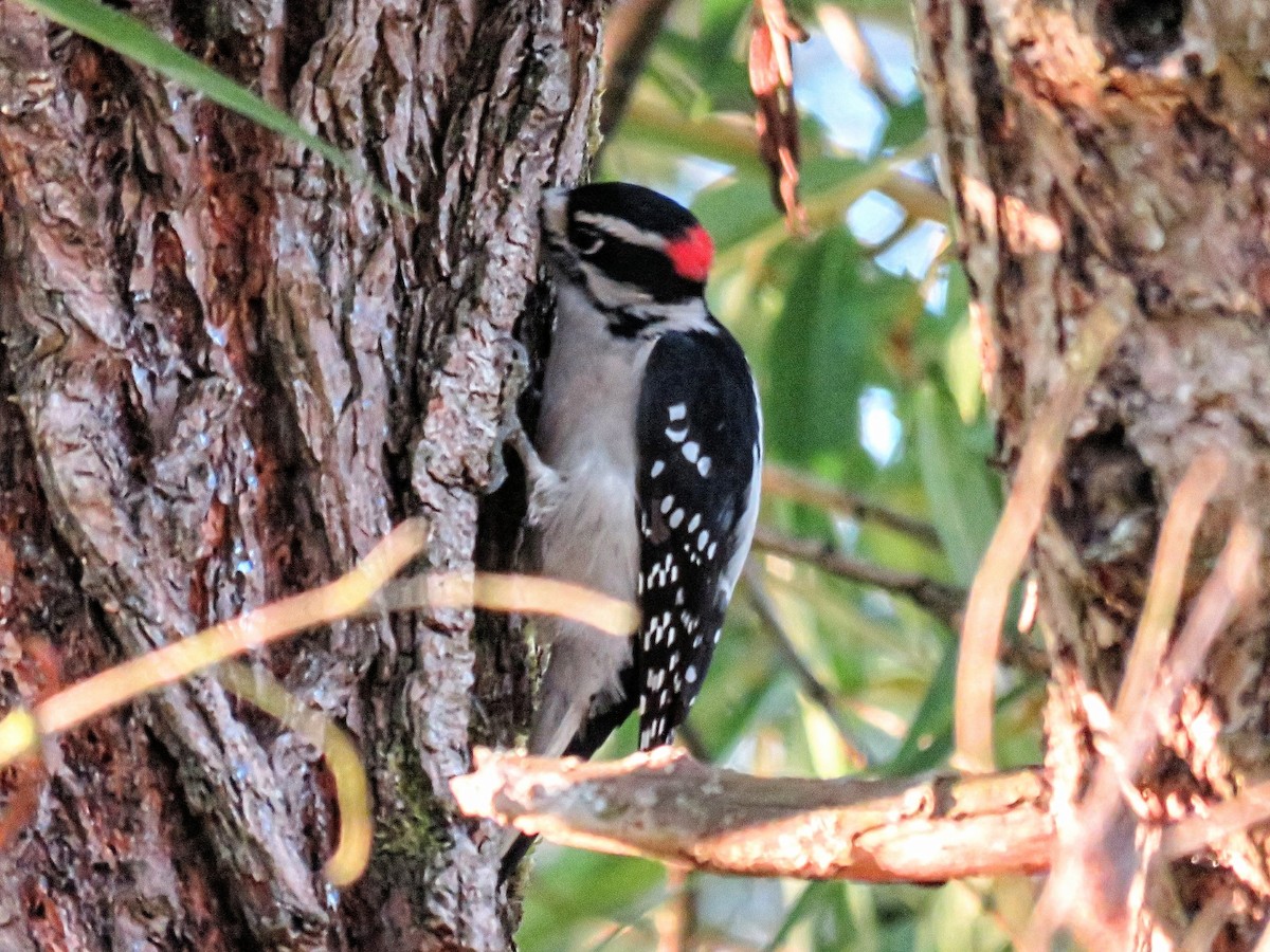 strakapoud osikový (ssp. gairdnerii/turati) - ML646675822