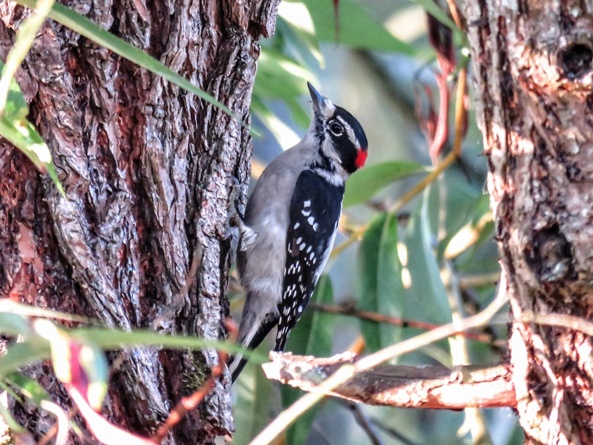 strakapoud osikový (ssp. gairdnerii/turati) - ML646675823