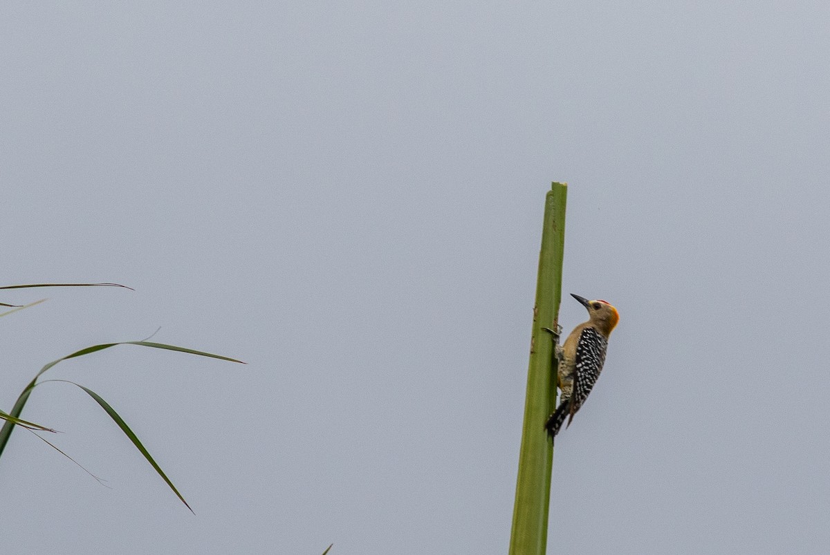 Hoffmann's Woodpecker - ML646675824