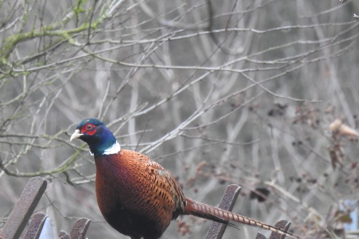 Ring-necked Pheasant - ML646675826