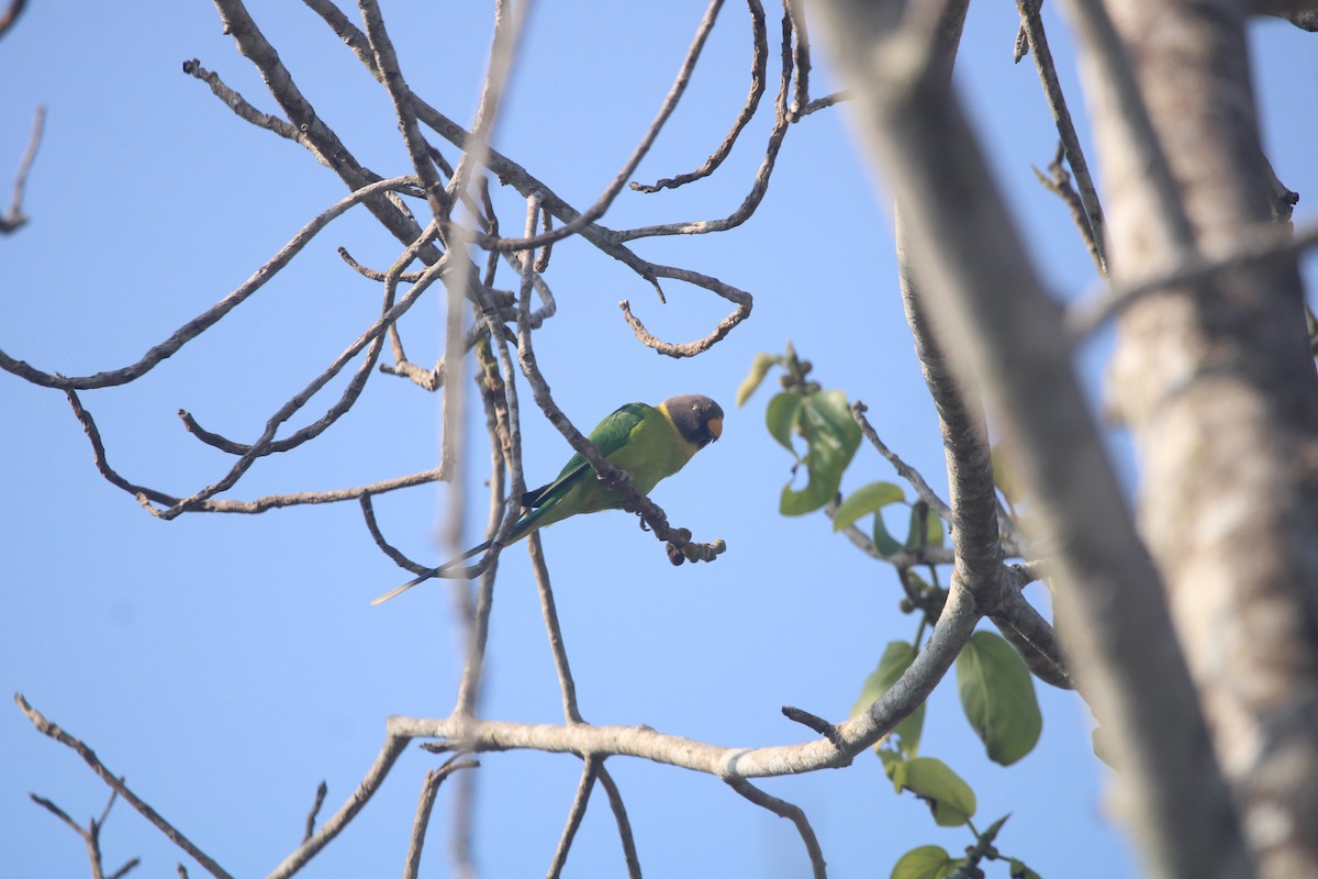 Perruche à tête prune - ML646675838