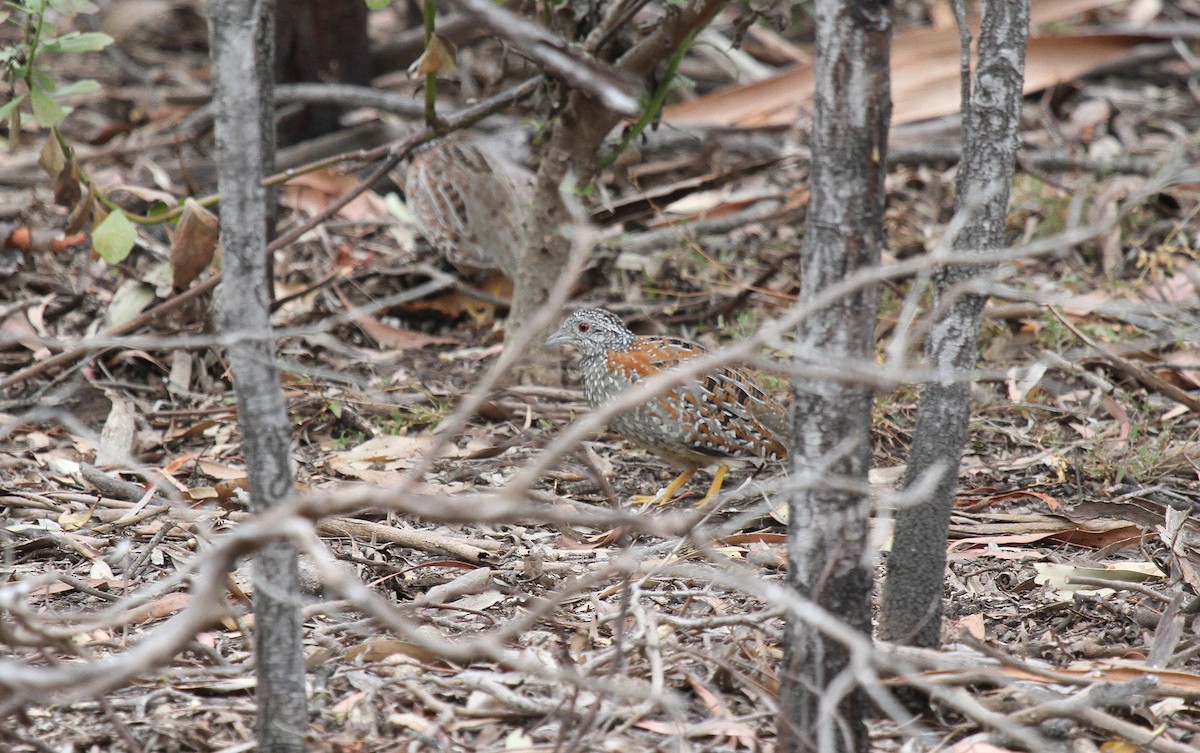 perepel rudooký - ML646675842