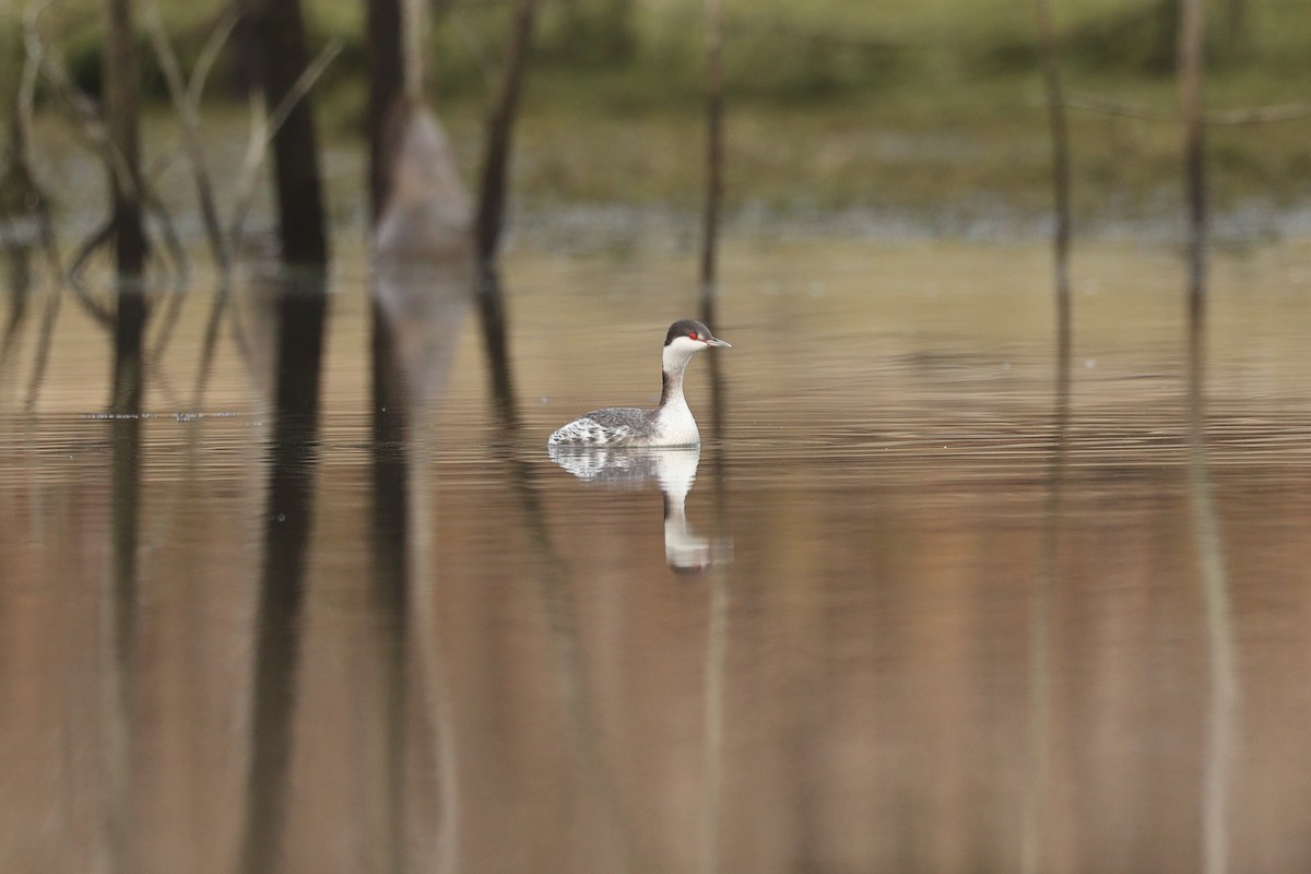 Horned Grebe - ML646675843