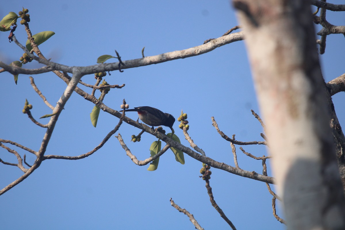 Red-vented Bulbul - ML646675844