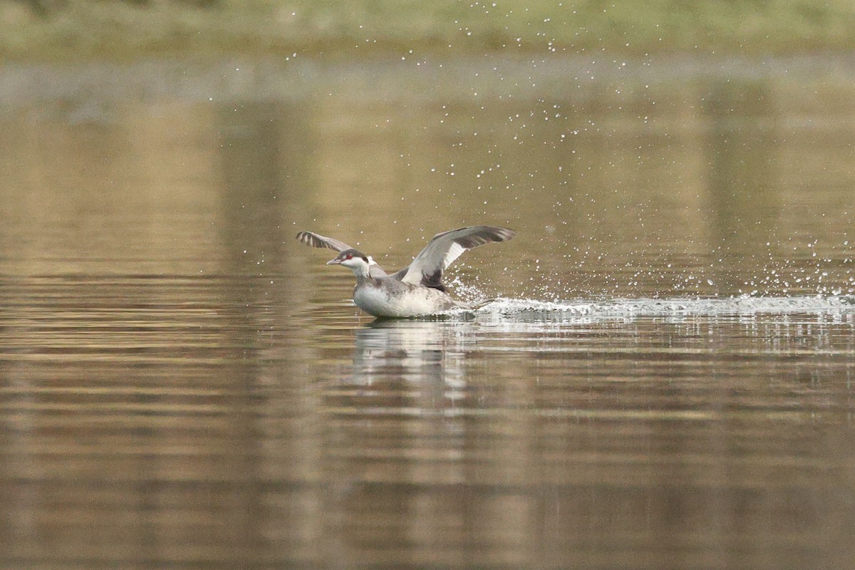 Horned Grebe - ML646675845