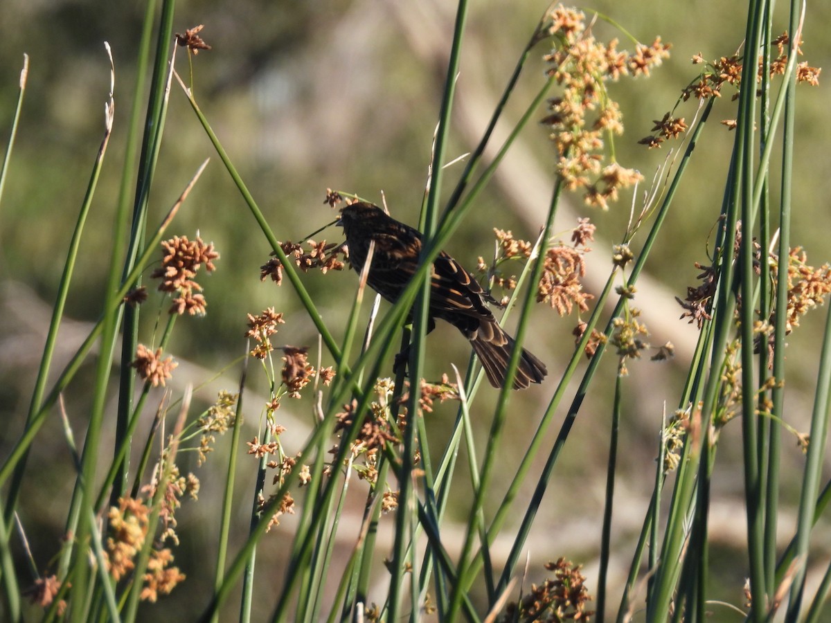 Красноплечий трупиал - ML646675846