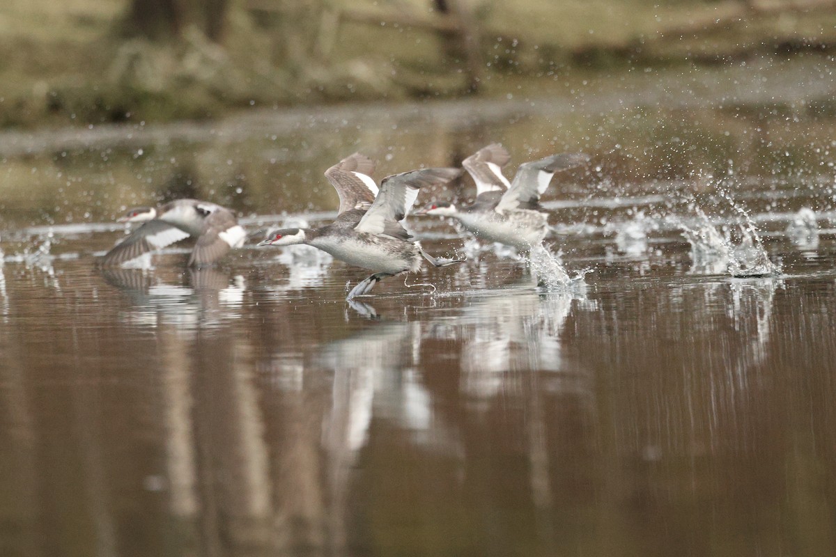 Horned Grebe - ML646675847