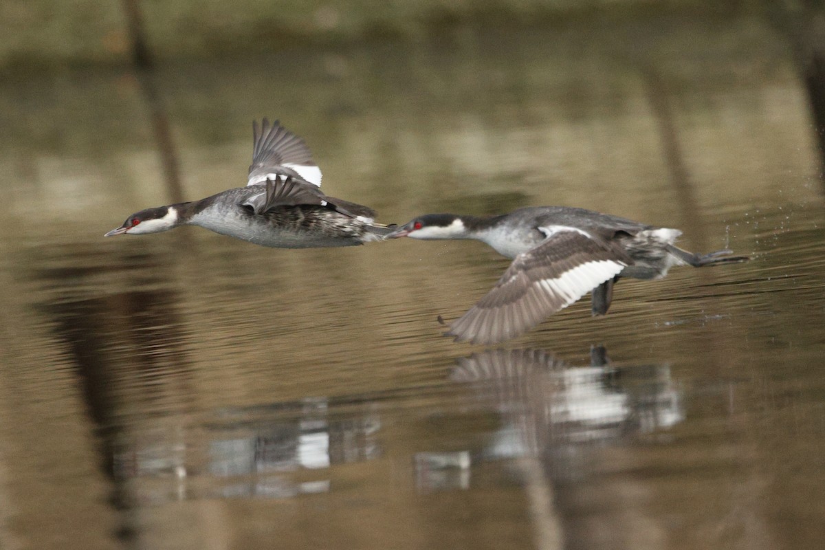Horned Grebe - ML646675850