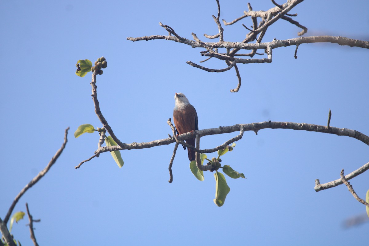 Malabar Starling - ML646675851