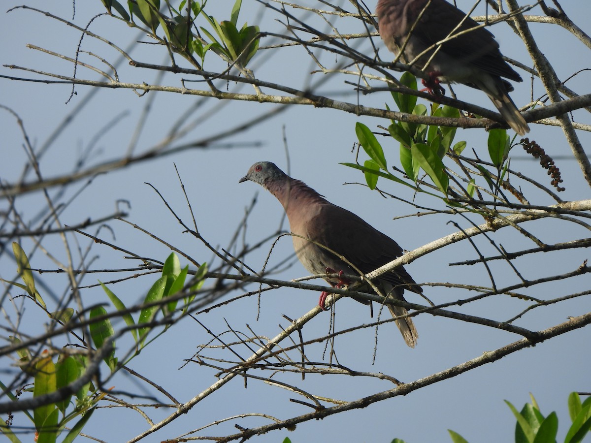 Pale-vented Pigeon - ML646675852
