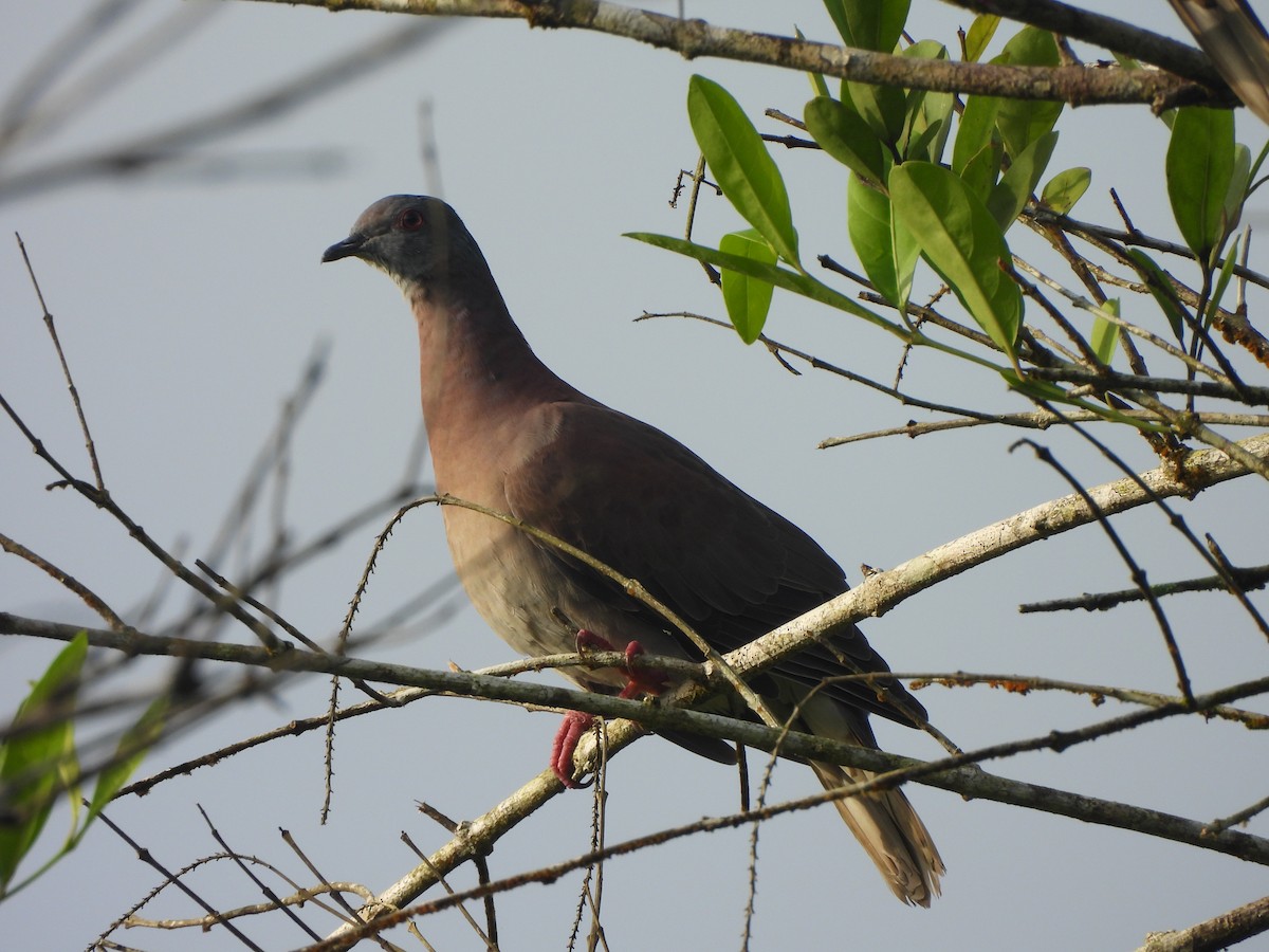 Pale-vented Pigeon - ML646675853