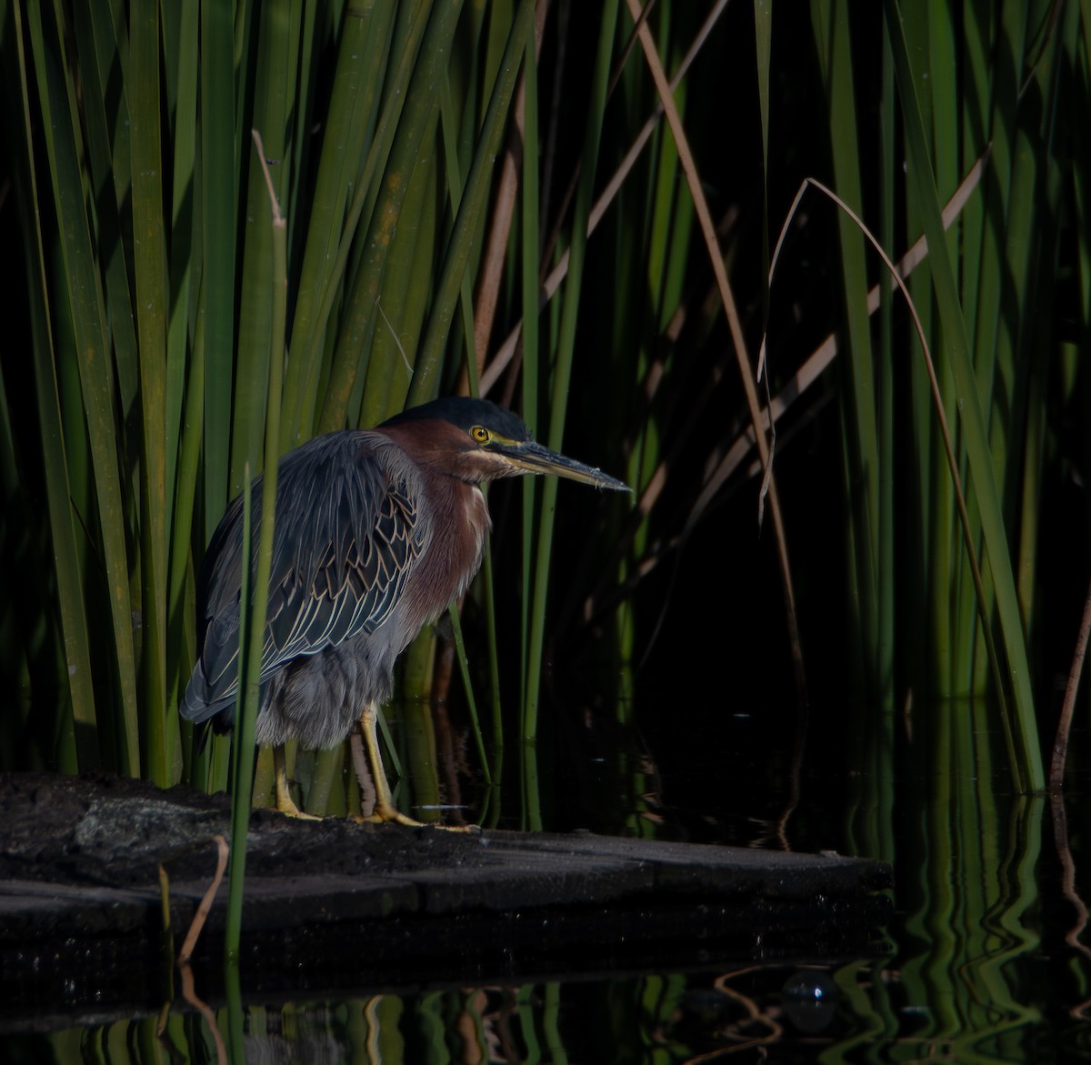 アメリカササゴイ - ML646675854