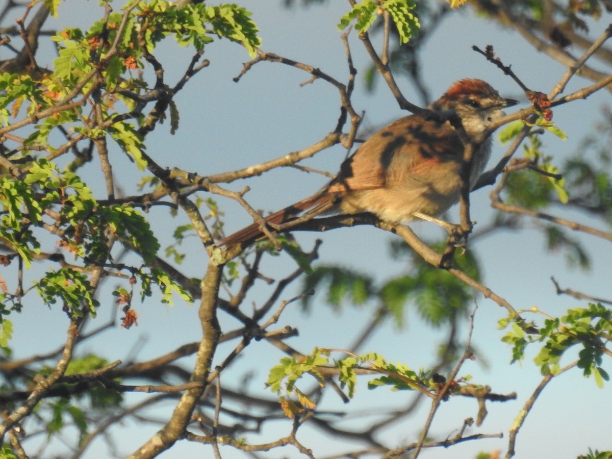 Pale-breasted Spinetail - ML646675856
