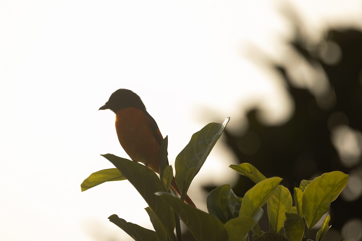 Orange Minivet - ML646675857