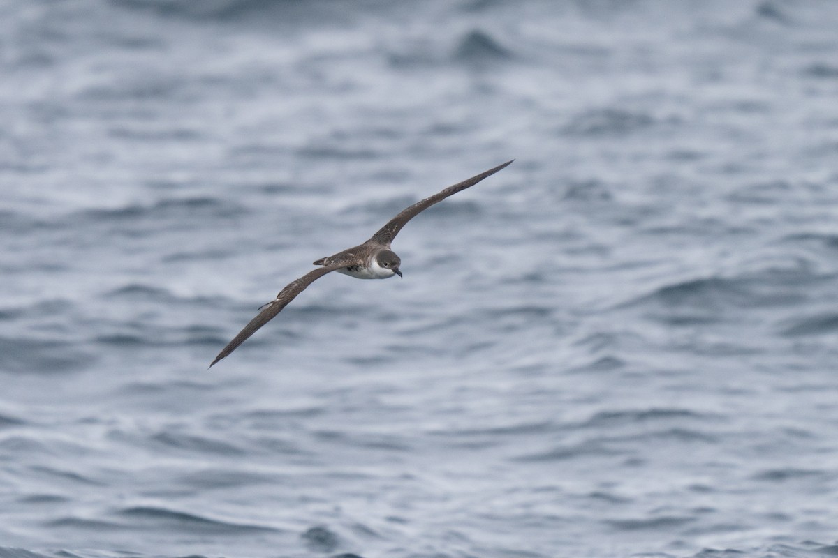 Puffin majeur - ML646675858