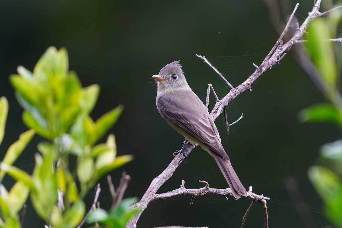 Greater Pewee - ML646675860