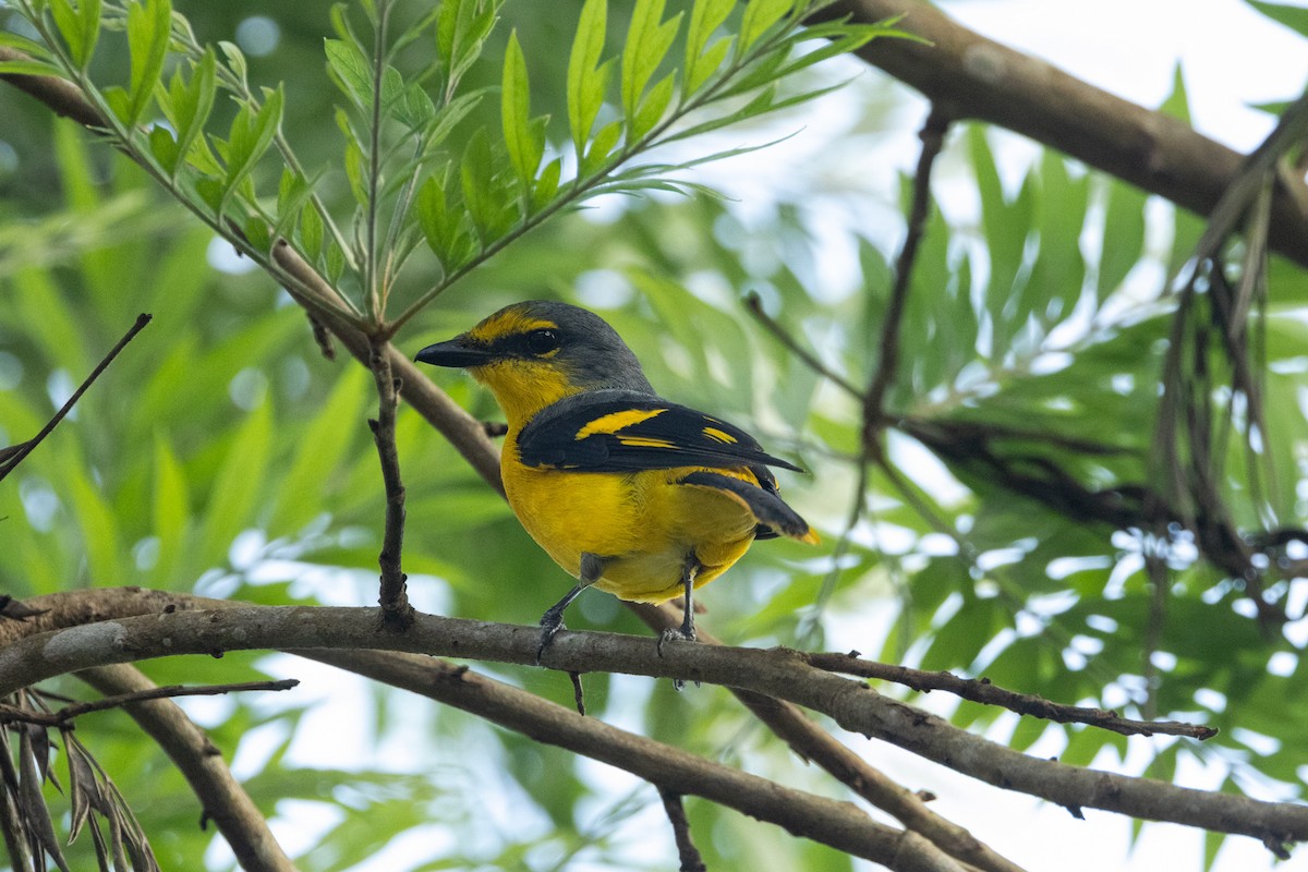 Orange Minivet - ML646675861