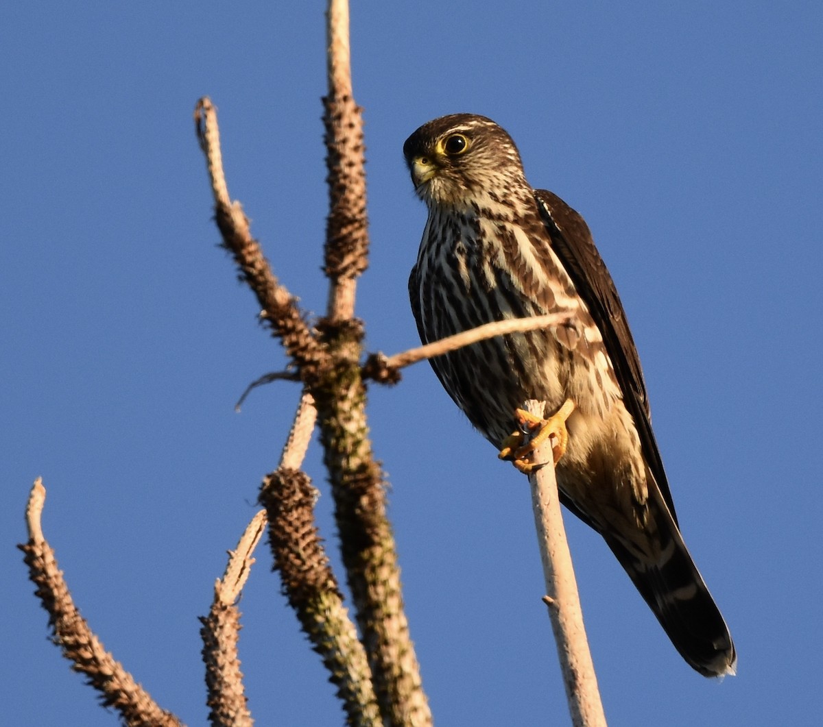 Merlin - ML646675862