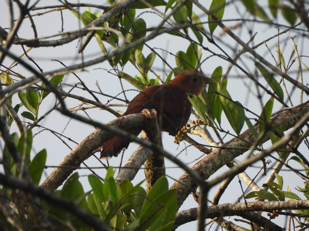 Common Squirrel-Cuckoo - ML646675864