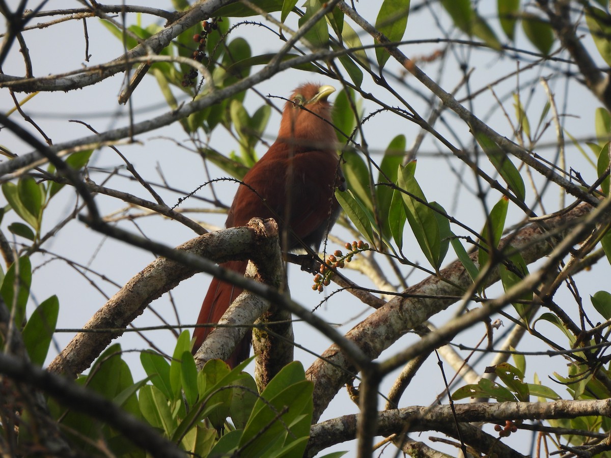 Common Squirrel-Cuckoo - ML646675865