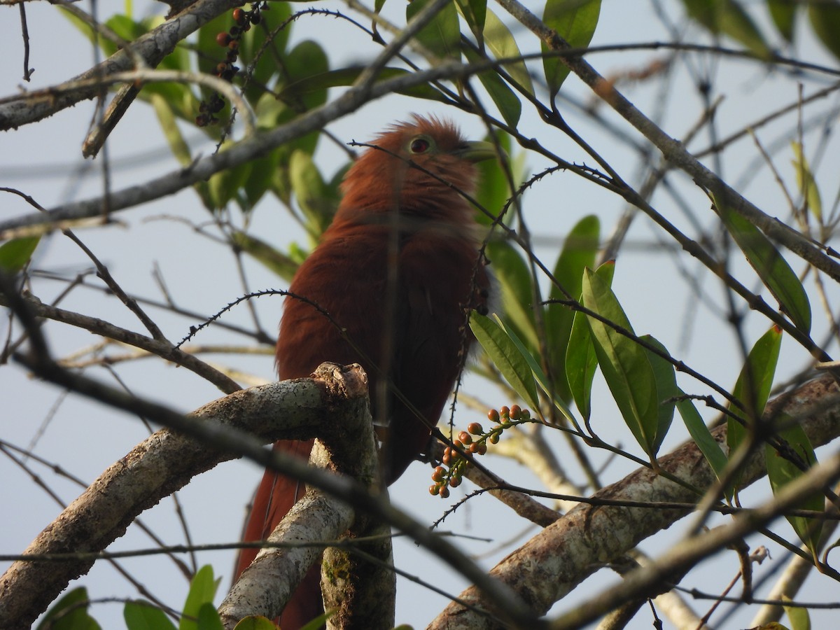 Common Squirrel-Cuckoo - ML646675866