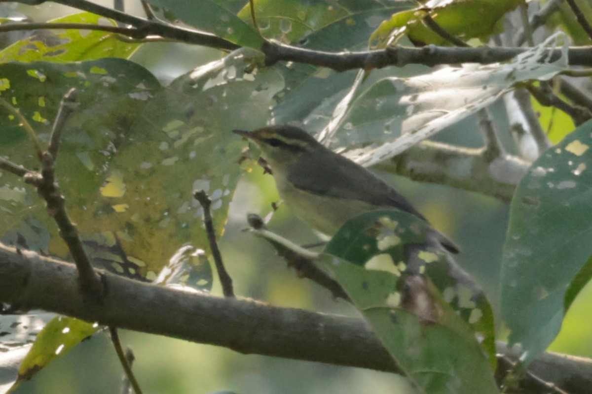 Tickell Çıvgını - ML646675868