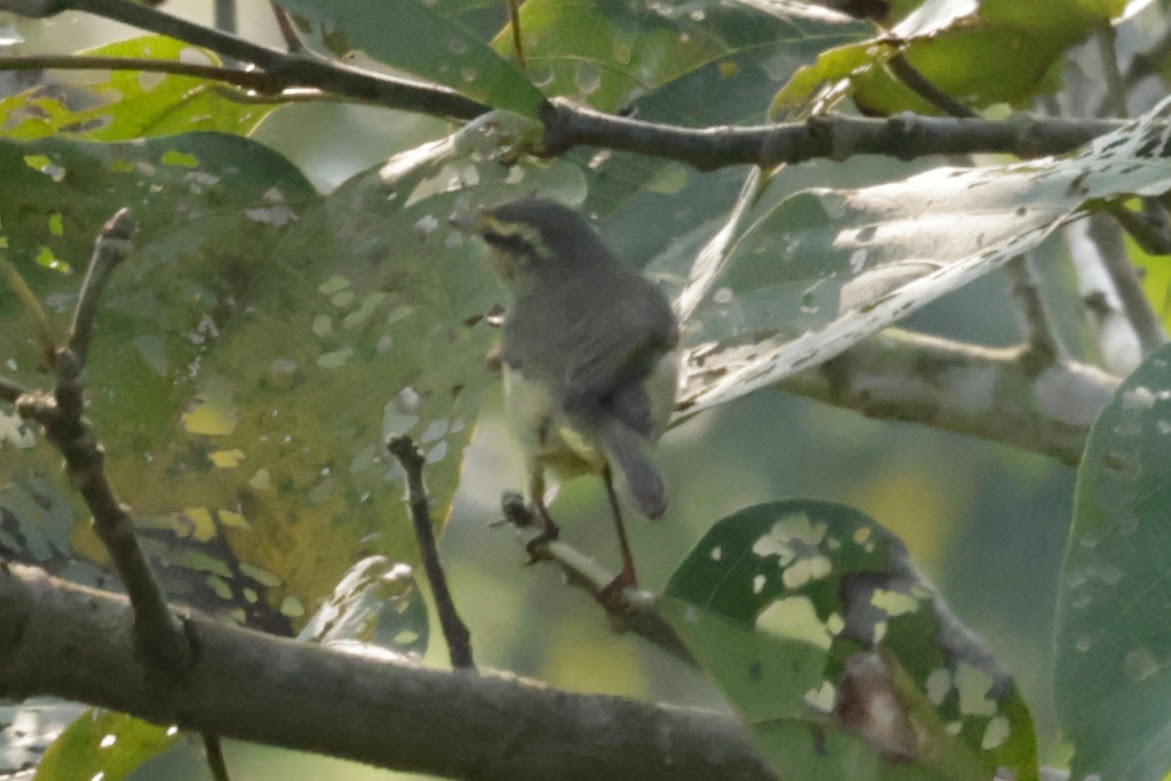 Tickell Çıvgını - ML646675869