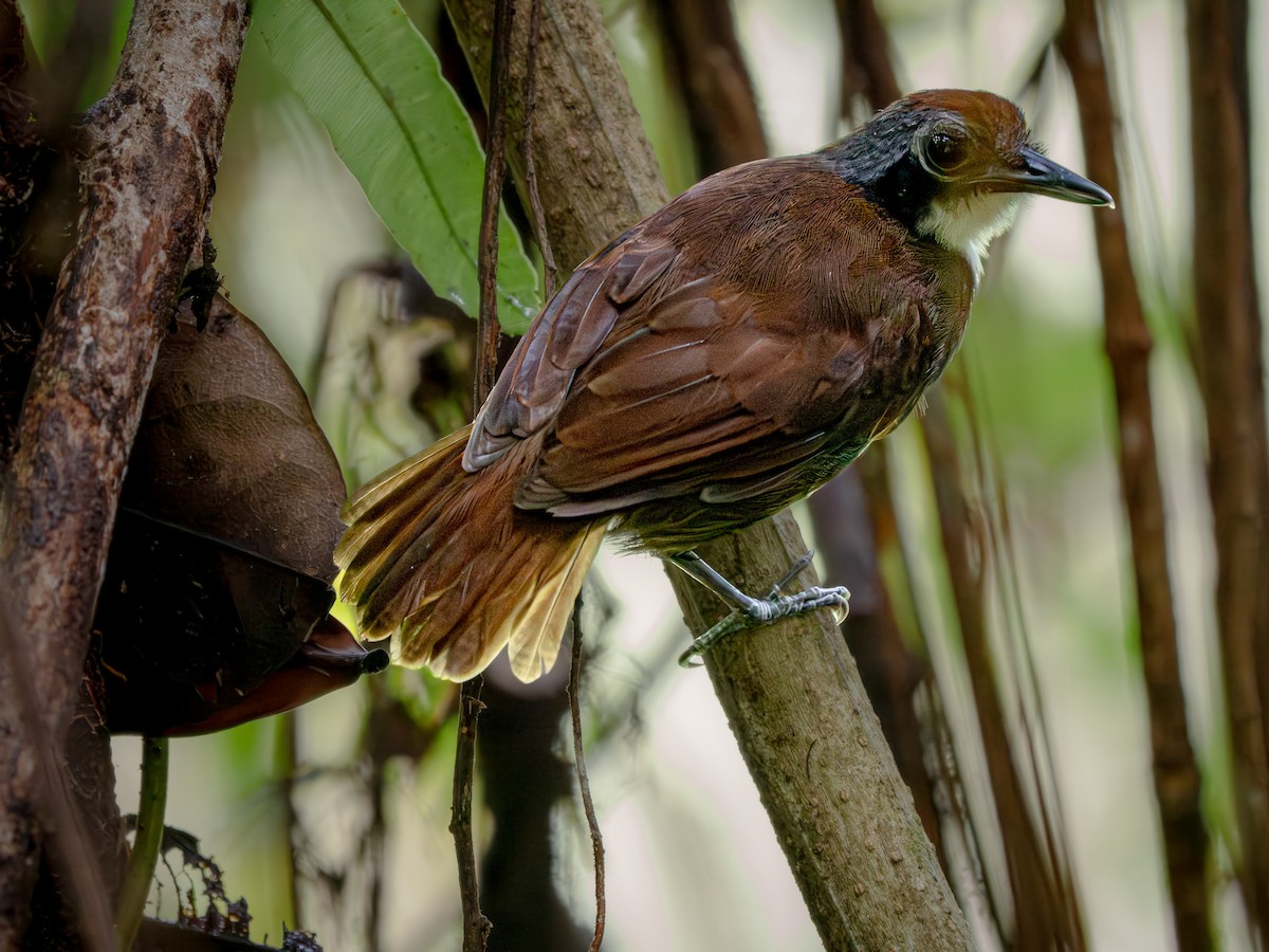 Bicolored Antbird - ML646675870
