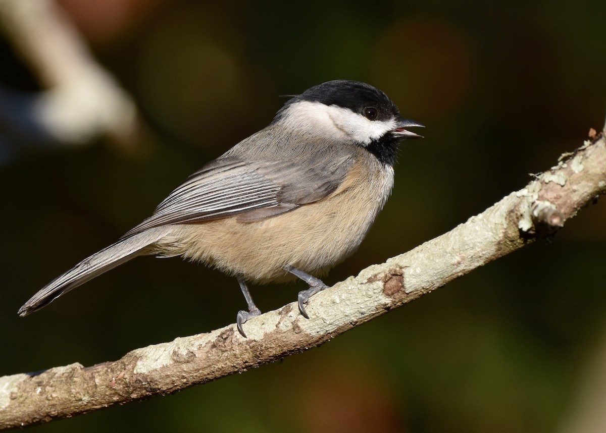 Carolina Chickadee - ML646675872