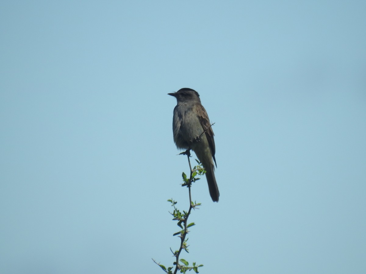 ハイイロキカムリタイランチョウ - ML646675874