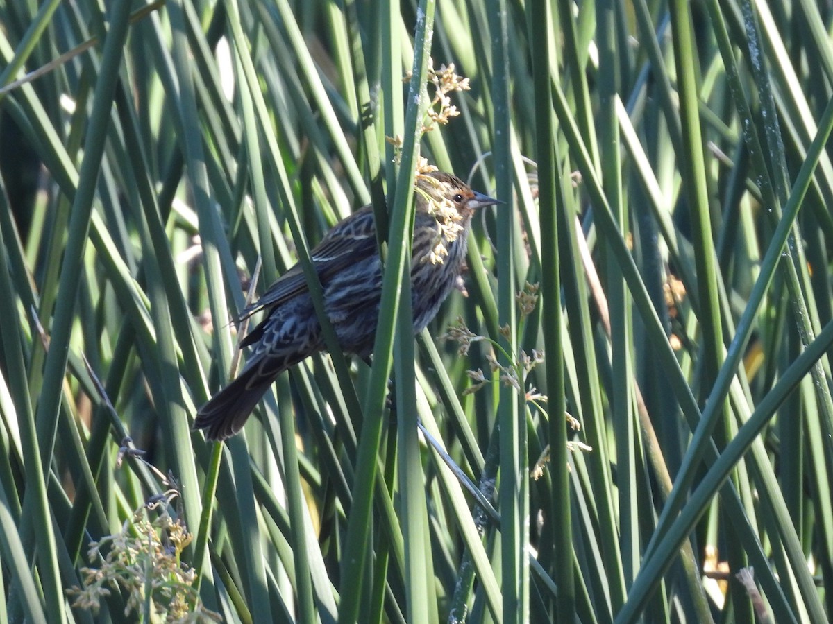 Красноплечий трупиал - ML646675875