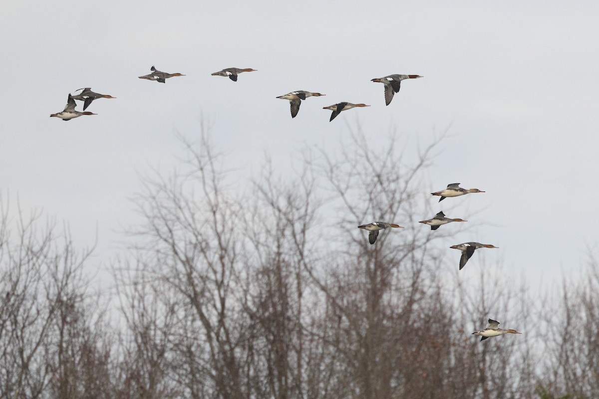 Zerra ertaina - ML646675876