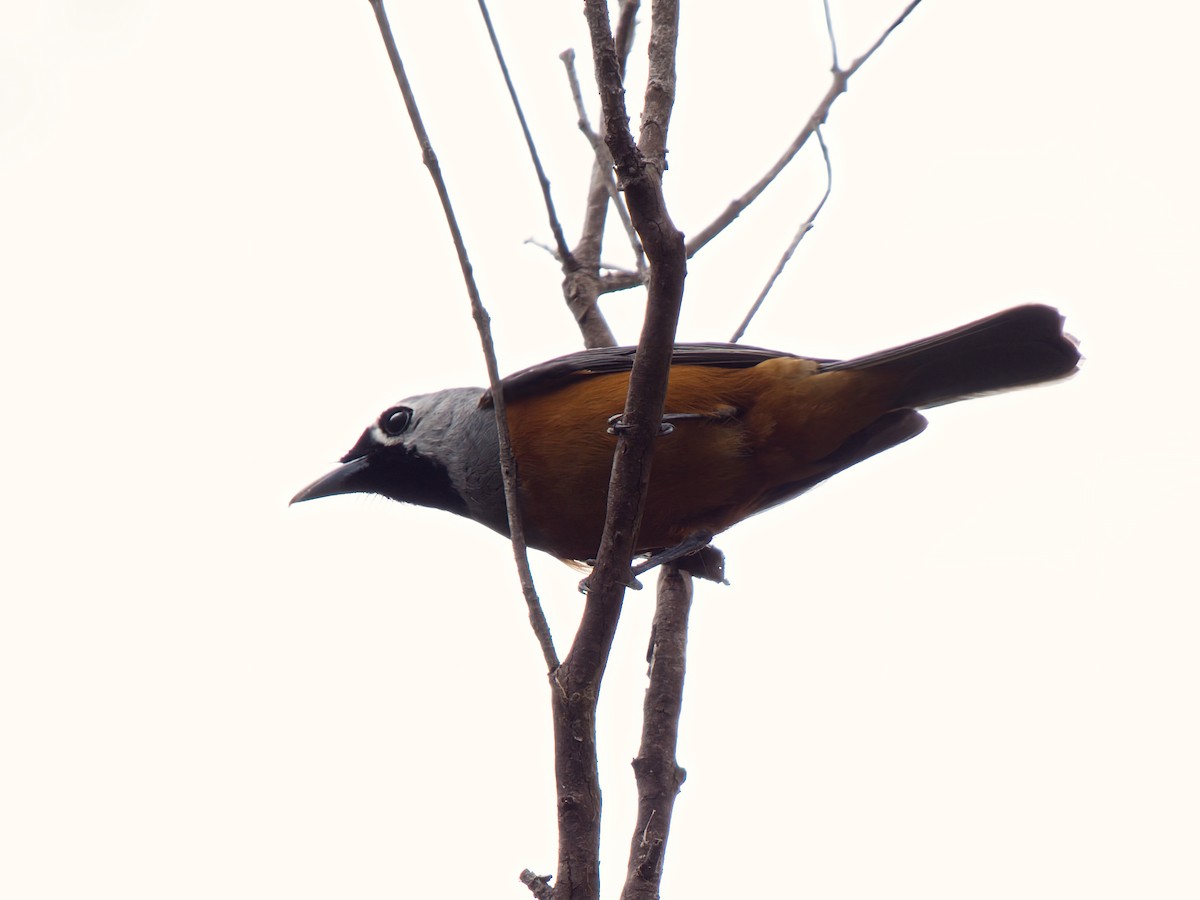 Maskenmonarch - ML646675877