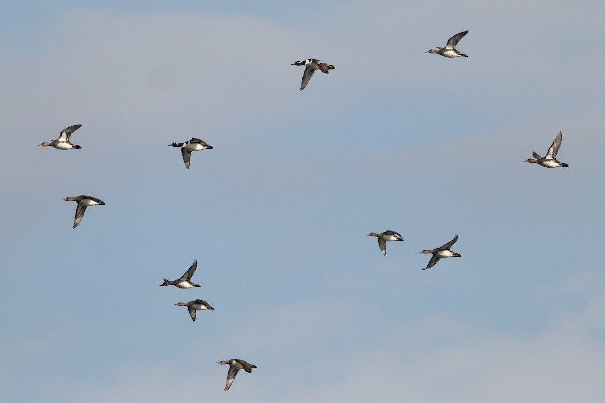 Hooded Merganser - ML646675878
