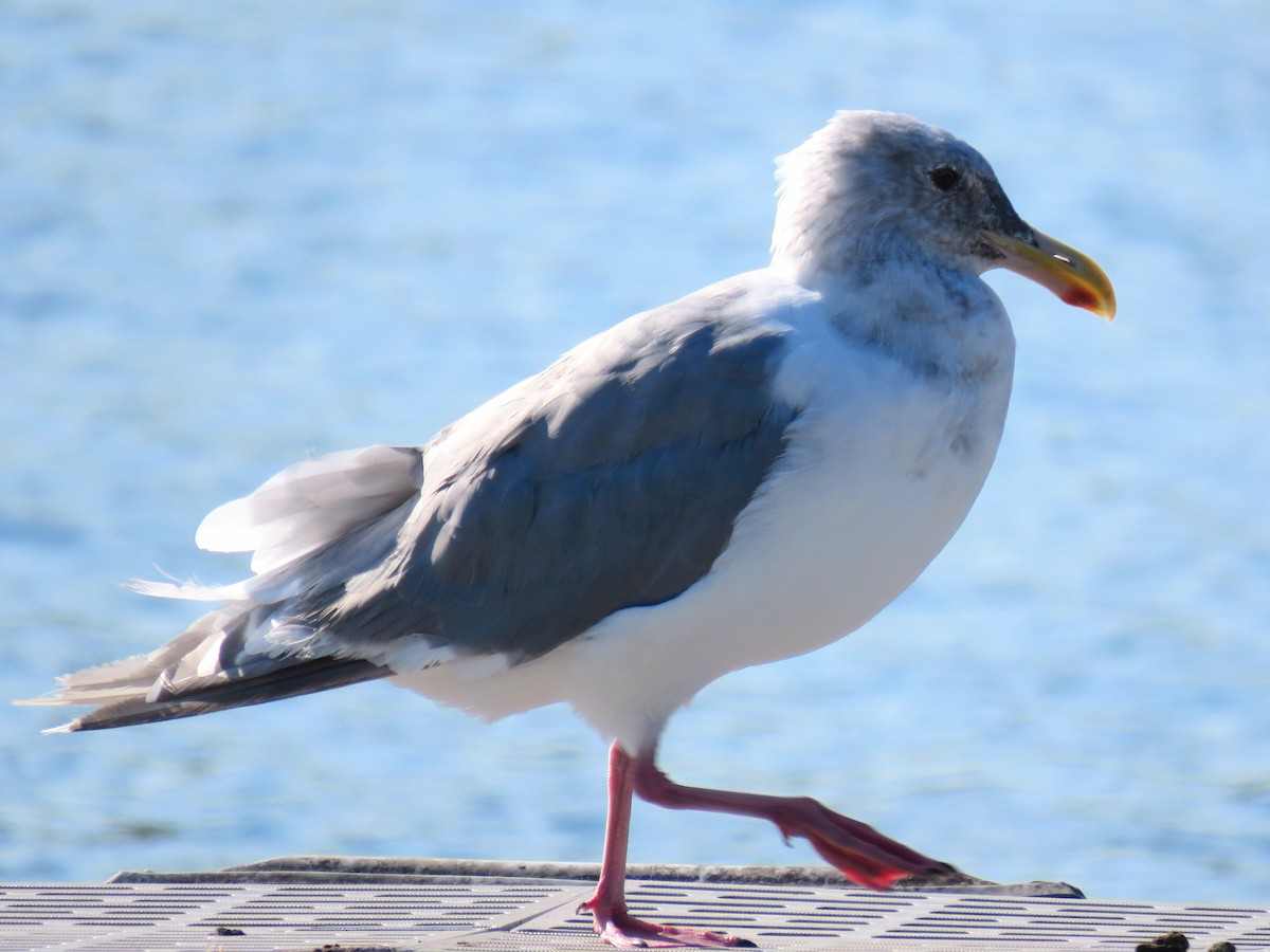 racek šedokřídlý - ML646675881