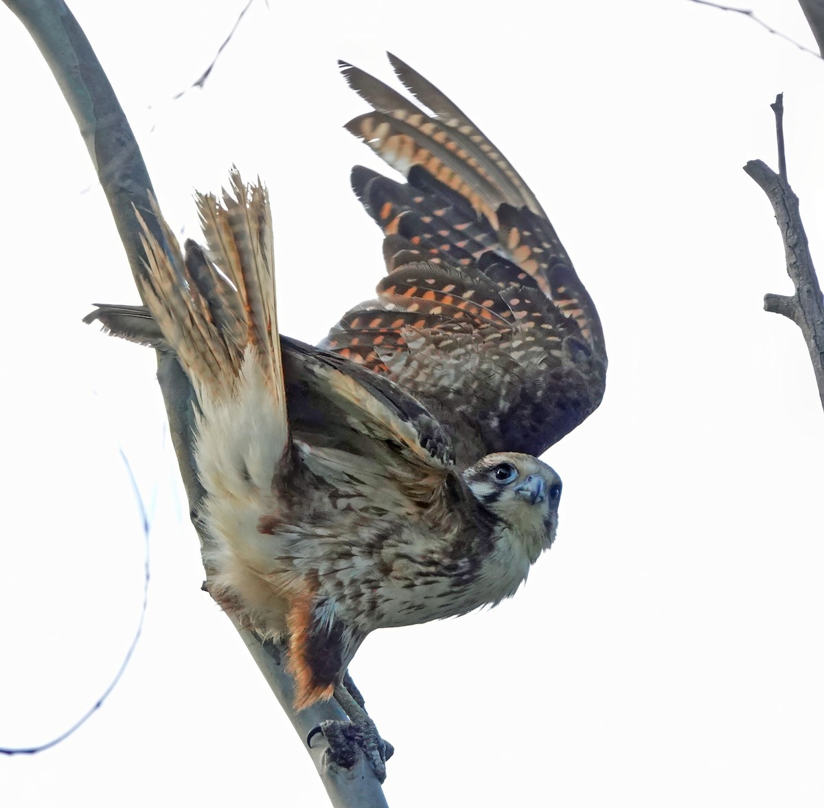 Uzun Bacaklı Doğan - ML646675882