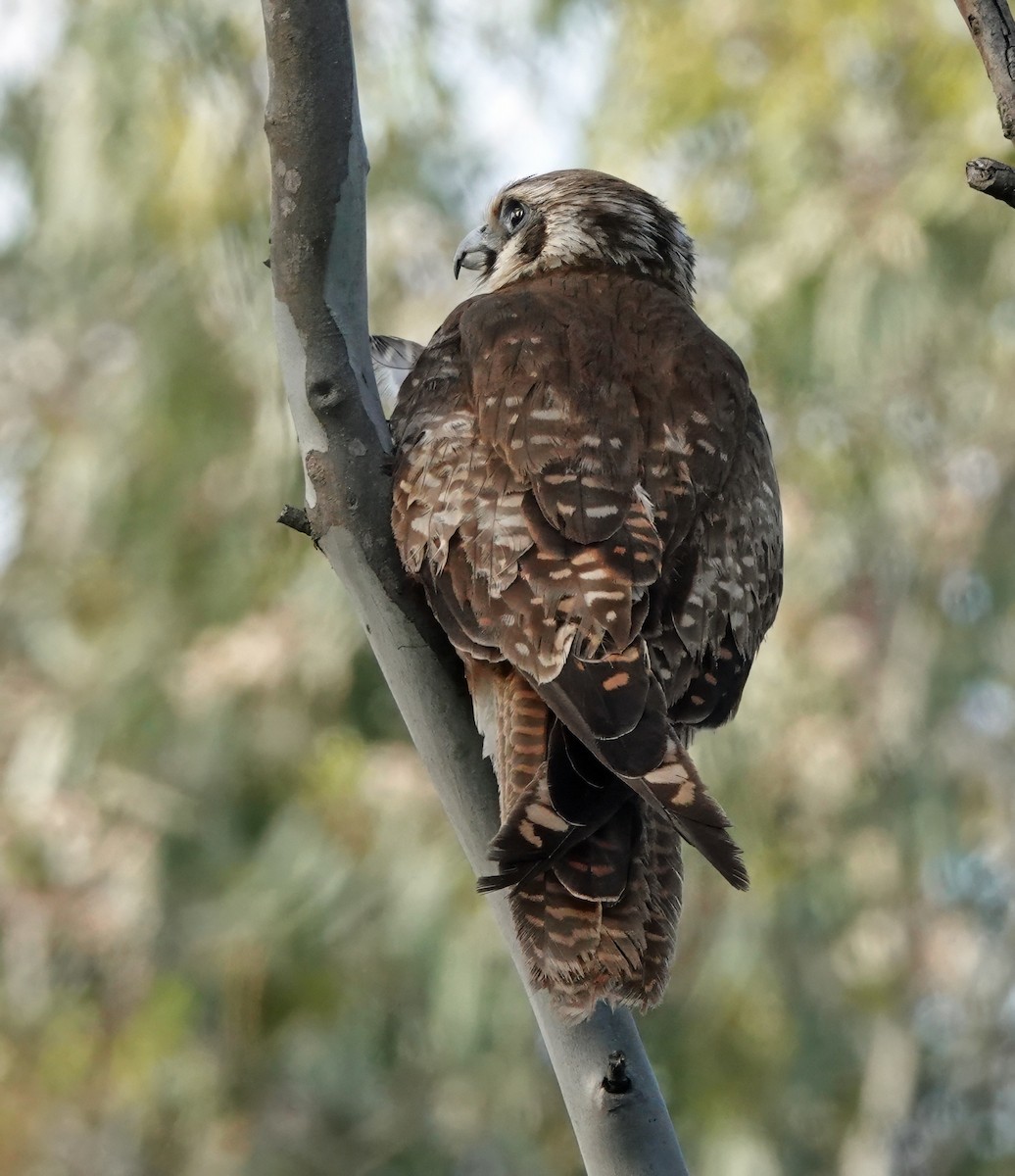 Uzun Bacaklı Doğan - ML646675883