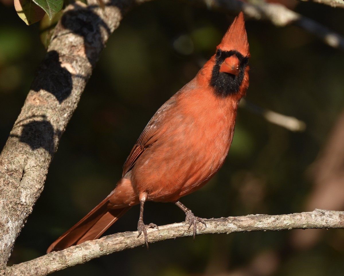 Northern Cardinal - ML646675884